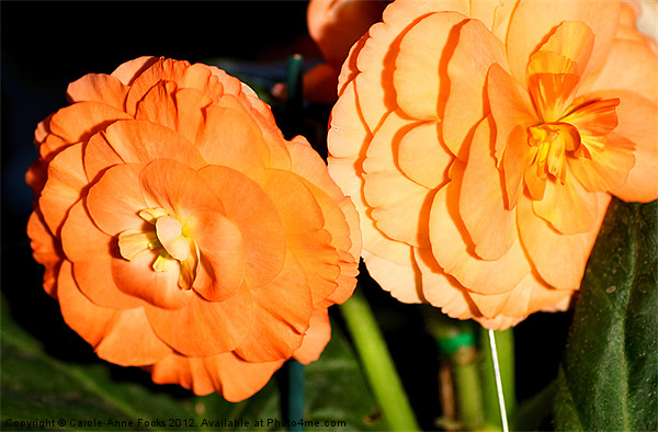 Orange Tuberous Begonias Picture Board by Carole-Anne Fooks