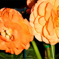 Buy canvas prints of Orange Tuberous Begonias by Carole-Anne Fooks