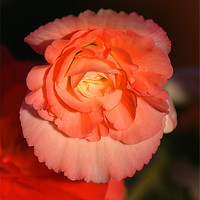Buy canvas prints of Pinky Orange Tuberous Begonias by Carole-Anne Fooks