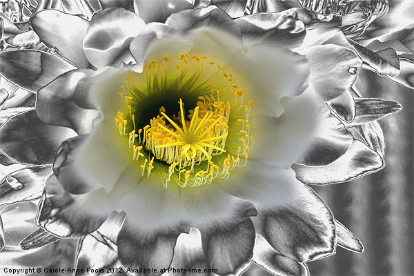 Metalised Night Cactus Flower Picture Board by Carole-Anne Fooks