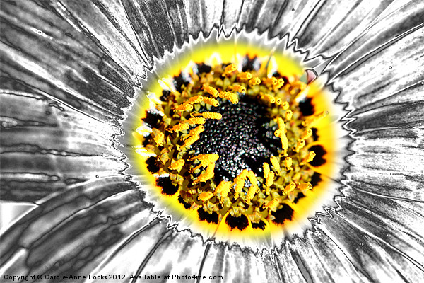 Metalised Gazania Flower Picture Board by Carole-Anne Fooks