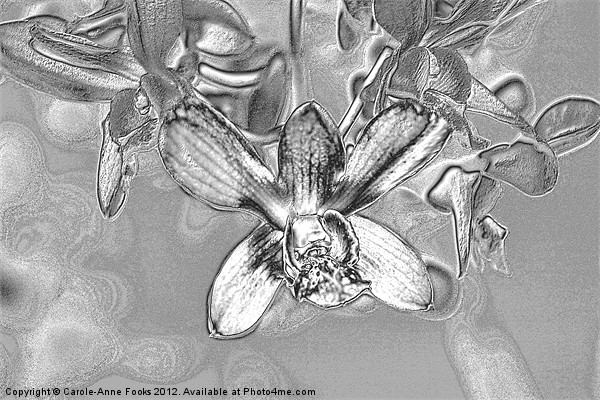 Silver Metalised Orchid Spray Picture Board by Carole-Anne Fooks