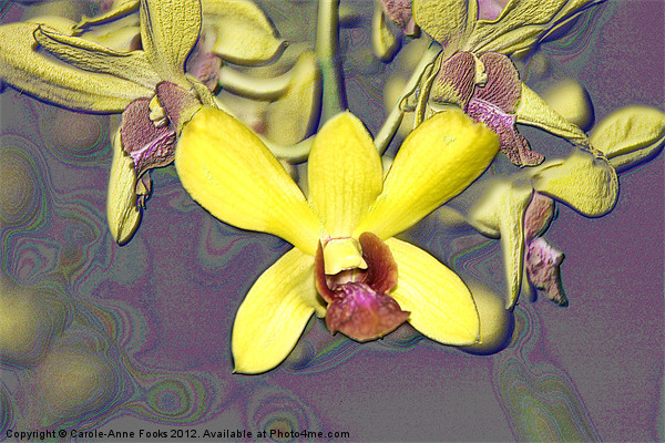 Orchids with Oil Slick Pattern Picture Board by Carole-Anne Fooks