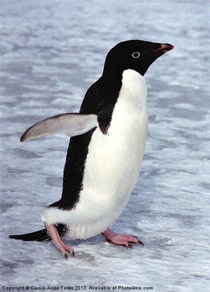Adelie Penguin, Antarctica Picture Board by Carole-Anne Fooks