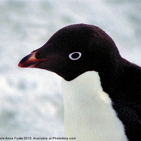 Buy canvas prints of Adelie Penguin Portrait Antarctica by Carole-Anne Fooks