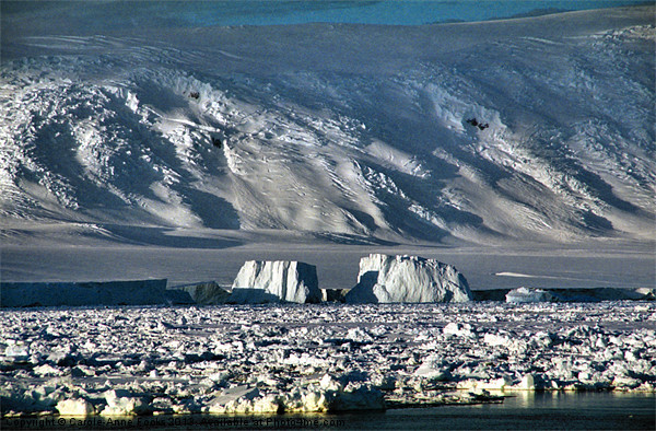 Icebergs & The Transantarctic Range Picture Board by Carole-Anne Fooks