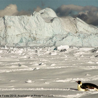 Buy canvas prints of Emperor Penguin Cape Washington Antarctica by Carole-Anne Fooks