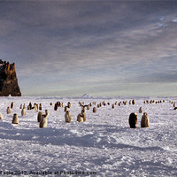 Buy canvas prints of Emperor Penguin Colony Cape Washington Antarctica by Carole-Anne Fooks