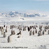 Buy canvas prints of Emperor Penguin Colony Cape Washington Antarctica by Carole-Anne Fooks