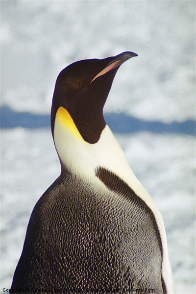 Emperor Penguin Portrait Antarctica Picture Board by Carole-Anne Fooks
