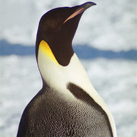 Buy canvas prints of Emperor Penguin Portrait Antarctica by Carole-Anne Fooks