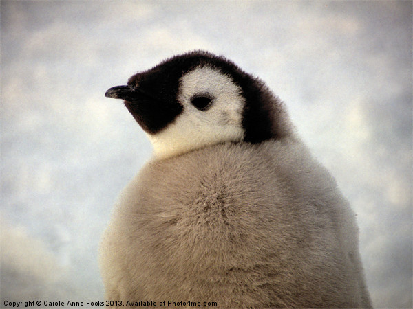 Emperor Penguin Chick Portrait Antarctica Picture Board by Carole-Anne Fooks