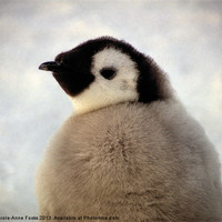 Buy canvas prints of Emperor Penguin Chick Portrait Antarctica by Carole-Anne Fooks