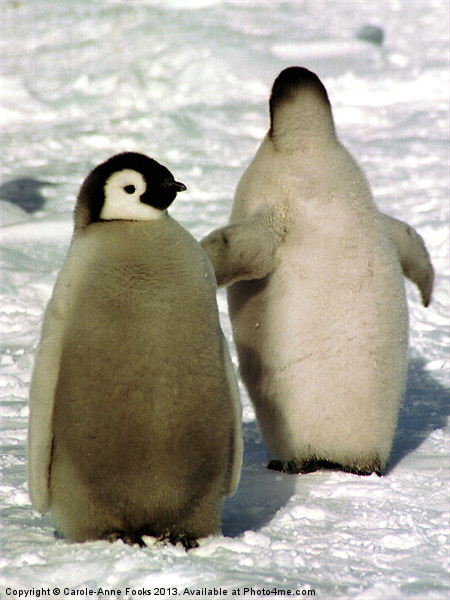 Emperor Penguin Chicks Antarctica Picture Board by Carole-Anne Fooks
