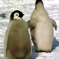 Buy canvas prints of Emperor Penguin Chicks Antarctica by Carole-Anne Fooks