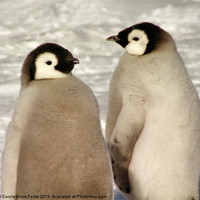 Buy canvas prints of Emperor Penguin Chicks Antarctica by Carole-Anne Fooks