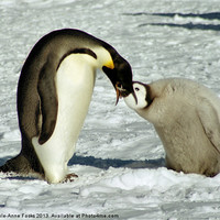 Buy canvas prints of Emperor Penguin Feeding Chick by Carole-Anne Fooks