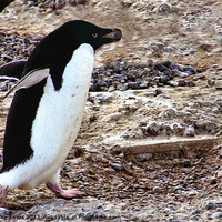 Buy canvas prints of Adelie Penguin Cape Adare Antarctica by Carole-Anne Fooks
