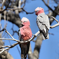 Buy canvas prints of Galahs (Cacatua roseicapilla) perching by Carole-Anne Fooks