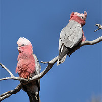 Buy canvas prints of Galahs (Cacatua roseicapilla) perching by Carole-Anne Fooks