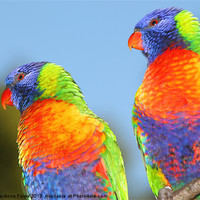 Buy canvas prints of Pair of Rainbow Lorikeets by Carole-Anne Fooks