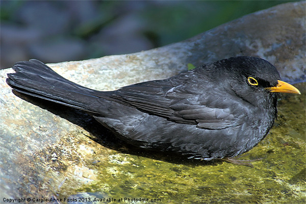Common Blackbird in a Birdbath Picture Board by Carole-Anne Fooks