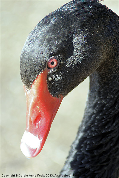 Black Swan Portrait Picture Board by Carole-Anne Fooks