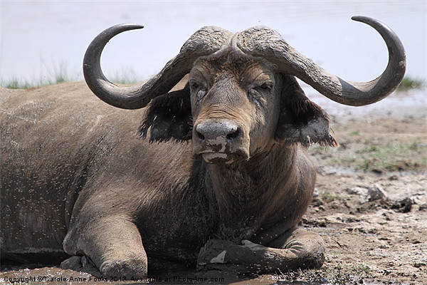 African Buffalo Kenya Picture Board by Carole-Anne Fooks