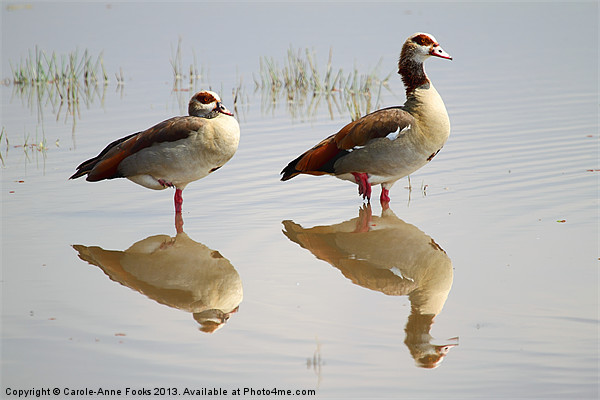 Egyptian Geese Reflections Picture Board by Carole-Anne Fooks