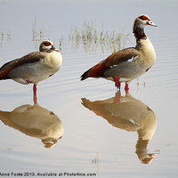 Buy canvas prints of Egyptian Geese Reflections by Carole-Anne Fooks
