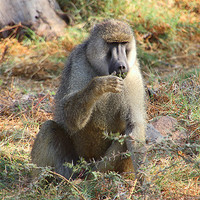 Buy canvas prints of Yellow Baboon Kenya by Carole-Anne Fooks
