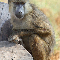 Buy canvas prints of Yellow Baboon Kenya by Carole-Anne Fooks