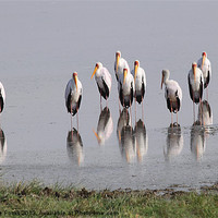 Buy canvas prints of Yellow Billed Storks Kenya by Carole-Anne Fooks
