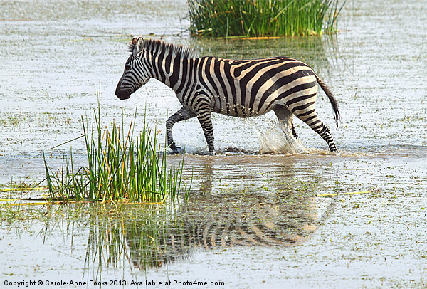 Zebra Crossing Kenya Picture Board by Carole-Anne Fooks
