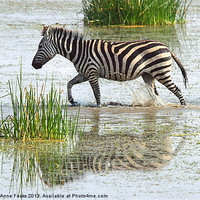 Buy canvas prints of Zebra Crossing Kenya by Carole-Anne Fooks