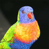 Buy canvas prints of Rainbow Lorikeet Australia by Carole-Anne Fooks