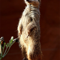 Buy canvas prints of Meerkat on Sentry Duty by Carole-Anne Fooks