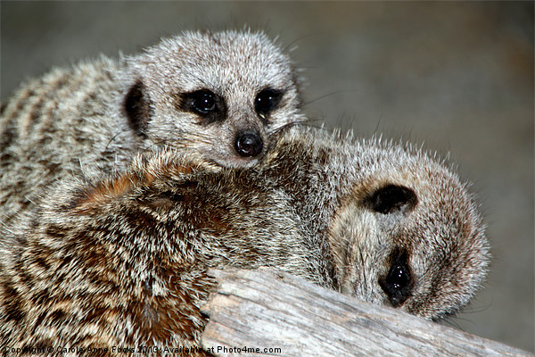 Cuddling Meerkats Picture Board by Carole-Anne Fooks