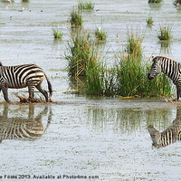 Buy canvas prints of Zebra Crossing Kenya by Carole-Anne Fooks