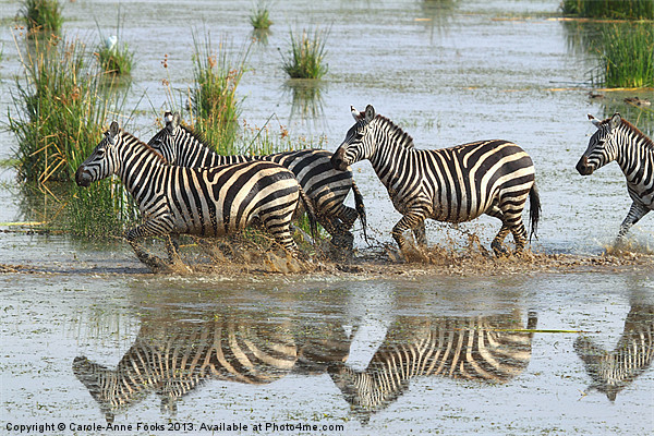 Zebra Crossing Kenya Picture Board by Carole-Anne Fooks