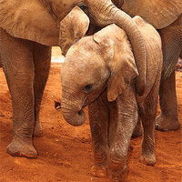 Buy canvas prints of Baby Elephants PLaying Kenya by Carole-Anne Fooks