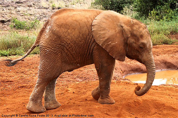 Baby Elephant Kenya Picture Board by Carole-Anne Fooks