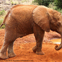 Buy canvas prints of Baby Elephant Kenya by Carole-Anne Fooks