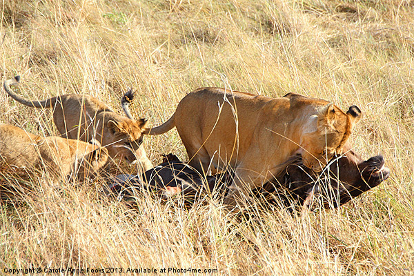Lioness with Cubs, Moving a Wildebeest Kill Picture Board by Carole-Anne Fooks