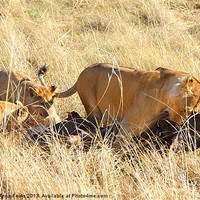 Buy canvas prints of Lioness with Cubs, Moving a Wildebeest Kill by Carole-Anne Fooks