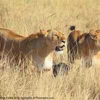 Buy canvas prints of Lions Guarding The Kill by Carole-Anne Fooks