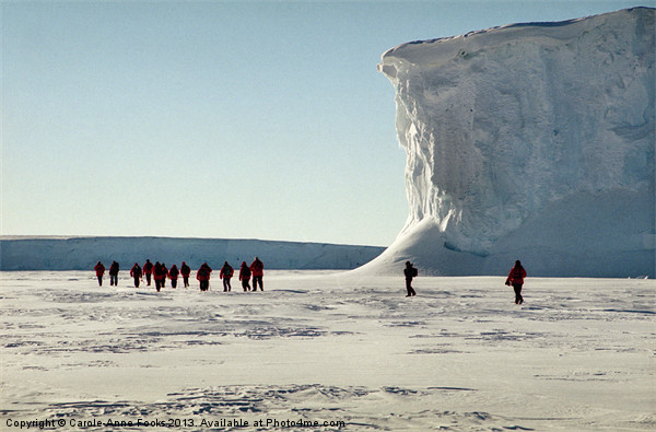 Trekking along the Drygalski Ice Tongue Picture Board by Carole-Anne Fooks