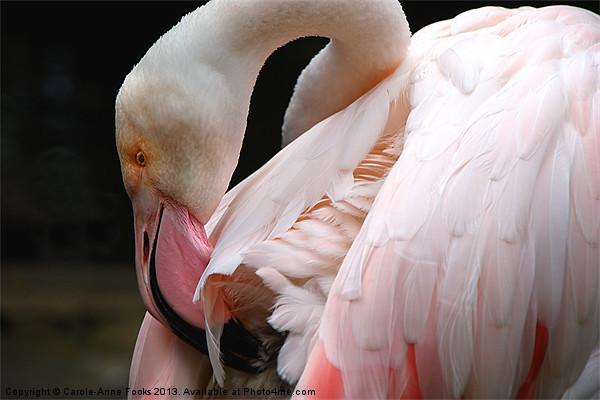 Greater Flamingo Preening Picture Board by Carole-Anne Fooks
