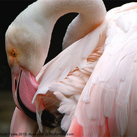 Buy canvas prints of Greater Flamingo Preening by Carole-Anne Fooks