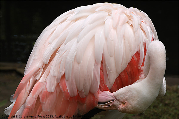 Greater Flamingo Preening Picture Board by Carole-Anne Fooks